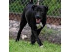 Adopt Thor D44253 a Labrador Retriever