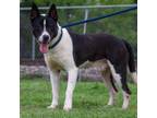 Adopt Bellamy D44178 a Bull Terrier