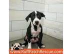Adopt Alfafa a Pit Bull Terrier
