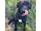 Adopt Duke a Black Labrador Retriever