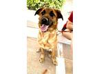 Adopt Chunk a Australian Cattle Dog / Blue Heeler, German Shepherd Dog