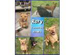 Adopt Rory a Pit Bull Terrier