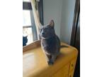 Adopt Cloud still waiting forever home a American Shorthair