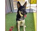 Adopt Bella a German Shepherd Dog, Golden Retriever
