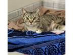 Adopt Marsha (Napa Petco) a American Shorthair, Tabby