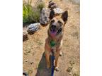 Adopt Dakota a Belgian Shepherd / Malinois, German Shepherd Dog