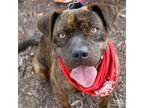 Adopt Banzai a Shepherd, Plott Hound