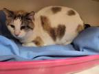 Adopt Camilla a Domestic Short Hair, Siamese