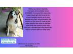 Adopt Canella a Husky
