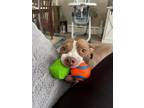 Adopt Lexi a American Staffordshire Terrier