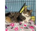 Adopt 6214 (Willow) a Domestic Medium Hair