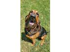 Adopt Coraline a Bloodhound