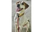 Adopt Kimberly a Pointer