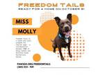 Adopt Molly a Australian Kelpie, Pit Bull Terrier