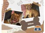Adopt Willow a Boxer, Pit Bull Terrier