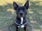 Adopt PHOENIX a Australian Kelpie
