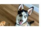 Adopt Lilly a Akita, Labrador Retriever