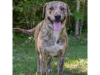 Adopt Serenity a Plott Hound, Mixed Breed