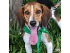 Adopt Quinn a Beagle, Hound