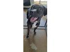 Adopt DUDE a Labrador Retriever