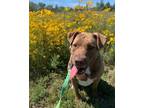 Adopt Binky a Labrador Retriever, Mixed Breed