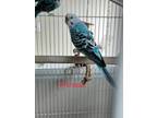 Adopt Dootenschmirtz, Ferb and Phineas a Parakeet (Other)