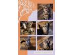 Adopt Shy Guy a Domestic Short Hair
