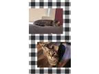 Adopt Ollie a Domestic Short Hair
