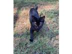 Adopt Patch a Domestic Short Hair