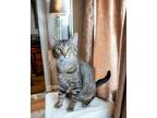 Adopt Jimbo a Tabby