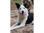 Adopt Bandit a Border Collie