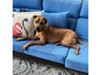 Adopt Jasper Rock a Pit Bull Terrier