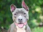 Adopt SNICKERS a Weimaraner