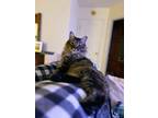 Adopt Biscuit a Tabby