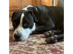 Adopt Harley a American Staffordshire Terrier
