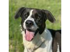 Adopt Oreo a Border Collie