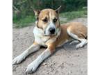 Adopt Thunder a German Shepherd Dog, Akita