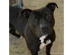 Adopt DIAMOND a American Staffordshire Terrier