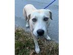 Adopt DENISE a Labrador Retriever, Mixed Breed