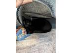 Adopt NICKI a Domestic Short Hair