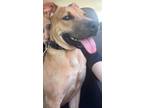 Adopt REESES a Labrador Retriever, Mixed Breed
