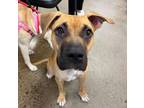 Adopt Cash a Rottweiler, Mixed Breed