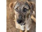 Adopt Vixey a Catahoula Leopard Dog, Mixed Breed