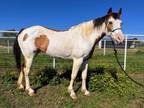 Adopt Blue Sky a Paint / Pinto, Grade