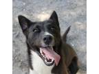 Adopt Farrah a Husky, Mixed Breed