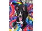 Adopt Ellie pka Lacy a Labrador Retriever, Boston Terrier
