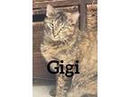 Adopt GiGi a Domestic Short Hair