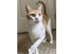 Adopt Sunny RS a Domestic Short Hair