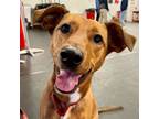 Adopt Jean a Rat Terrier, Terrier