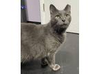 Adopt Espurr a Domestic Short Hair, Russian Blue